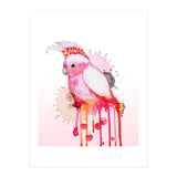 Major Mitchell's cockatoo (Print Only) thumbnail