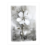 White flower (Print Only) thumbnail