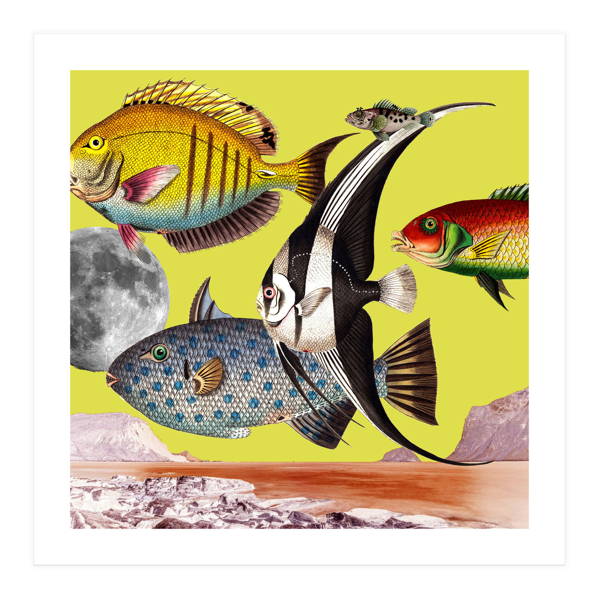 Plenty Of Fish In The Sea Yellow (Print Only)