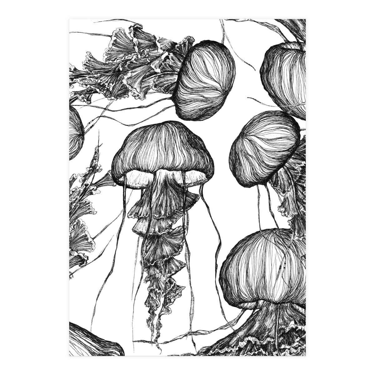 jellyfish (Print Only)