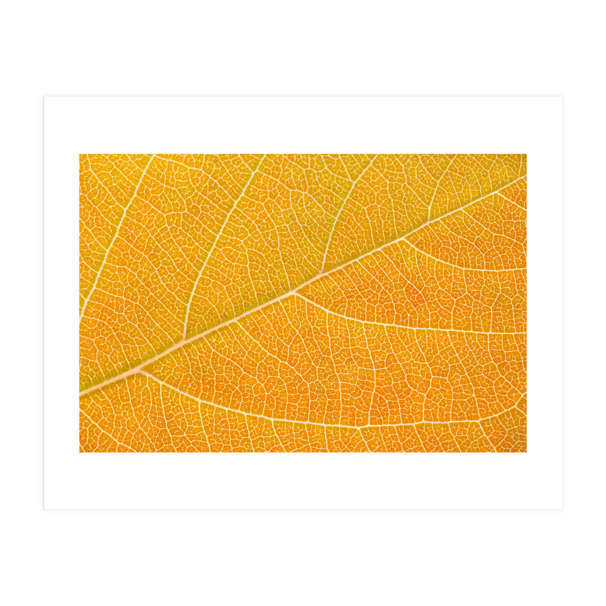 Autumn Leaf (Print Only)