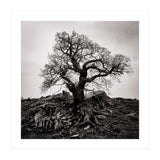 Gnarled Tree (Print Only) thumbnail