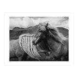 Horses In The Sky (Print Only) thumbnail