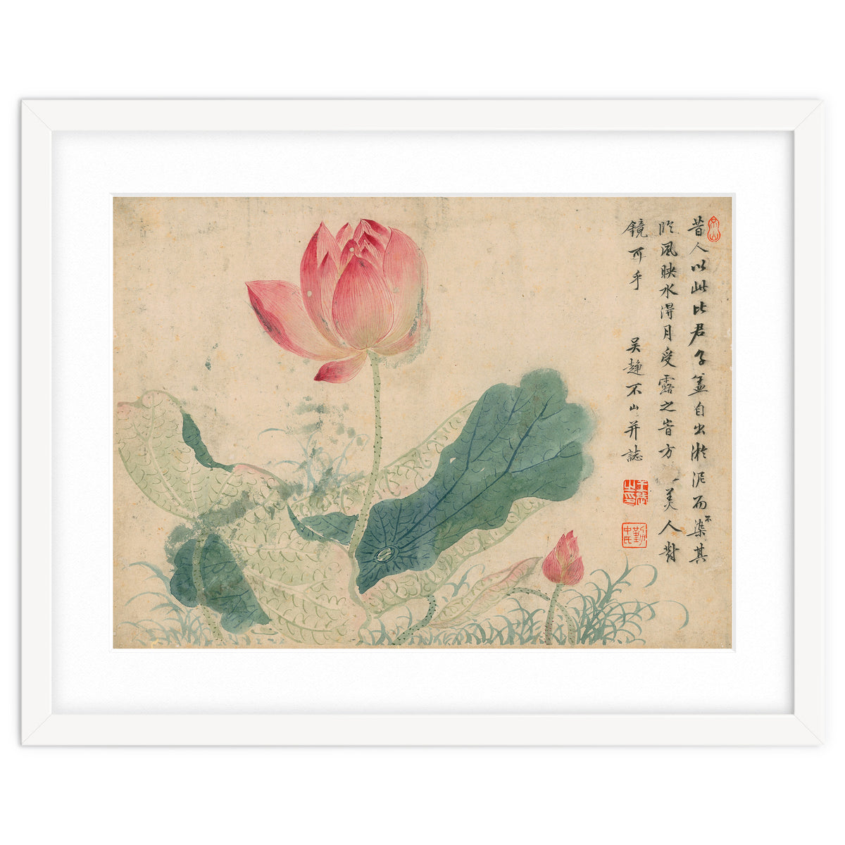 Qing Wangwu Flower album, lotus, lotus leaf, pond, copy of water grass