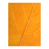 Autumn Leaf (Print Only) thumbnail