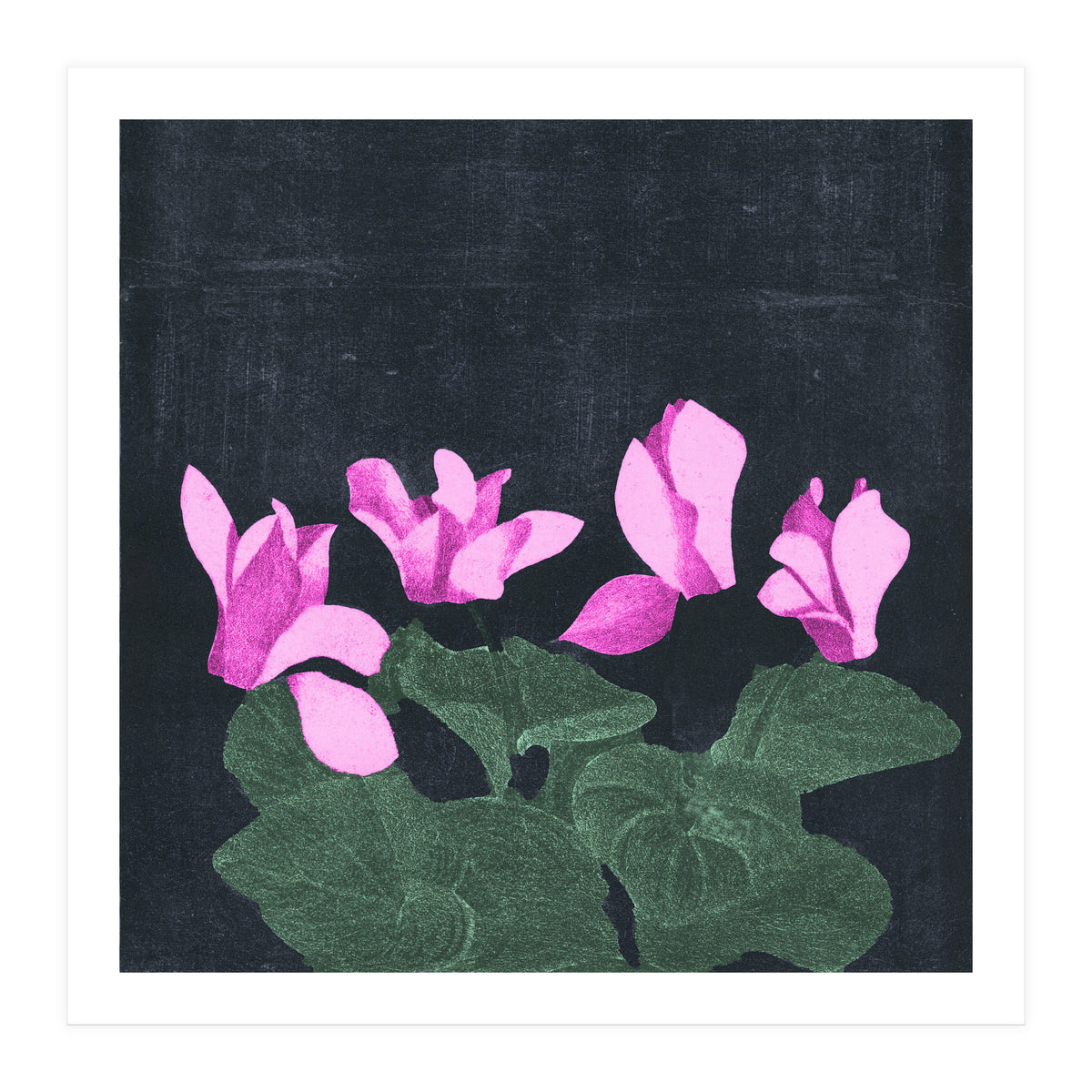 Cyclamen  (Print Only)