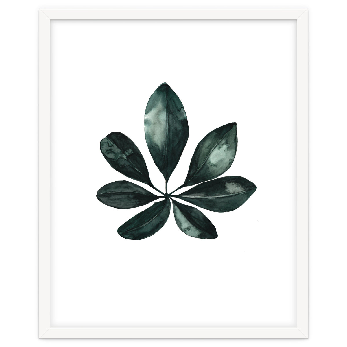 Botanical Illustration Arboricola Schefflera