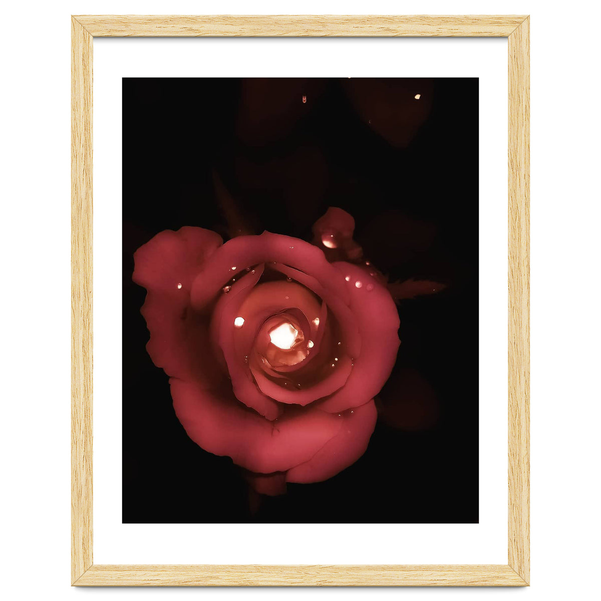Lighting Rose