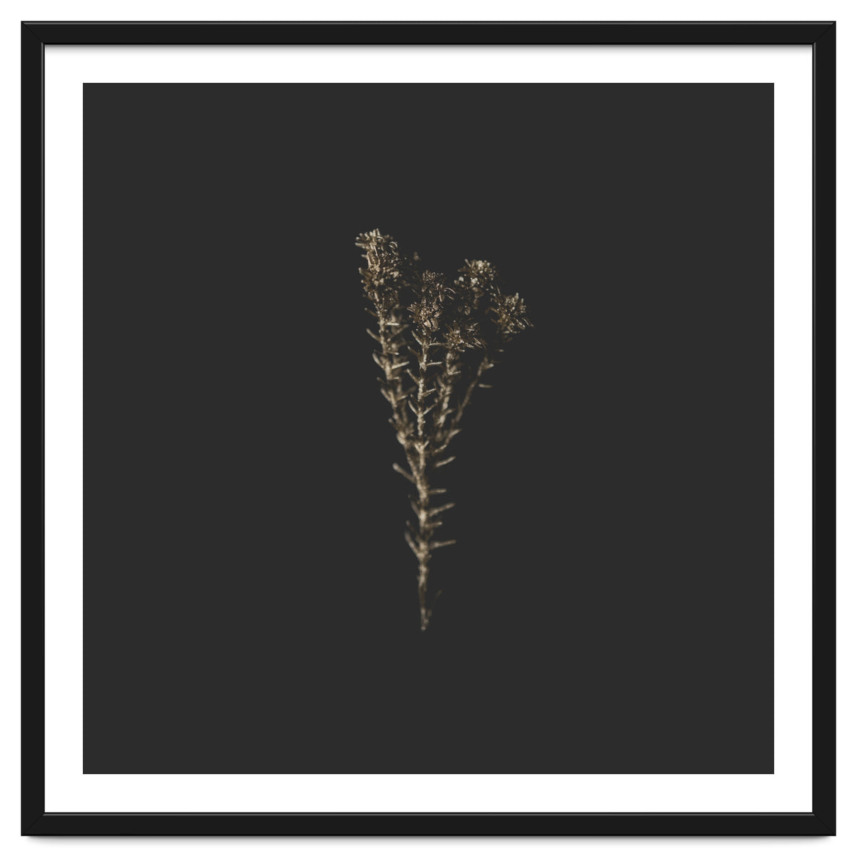 Moody Golden Botanicals - Square