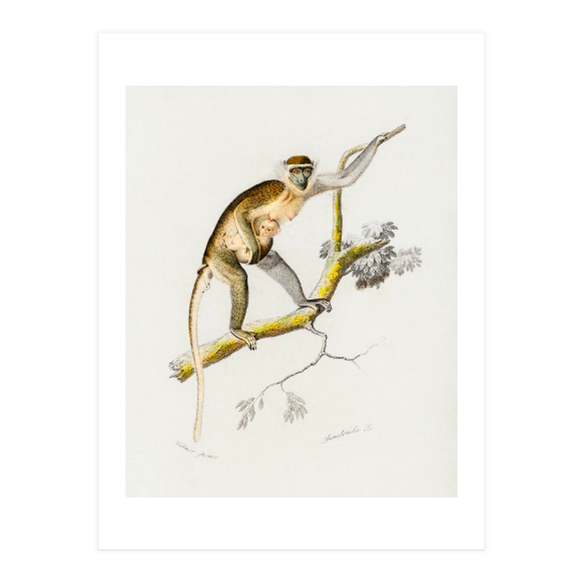 Cercopithecus griseus illustrated (Print Only)