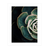 Darkside Of Succulents 4-E (Print Only) thumbnail