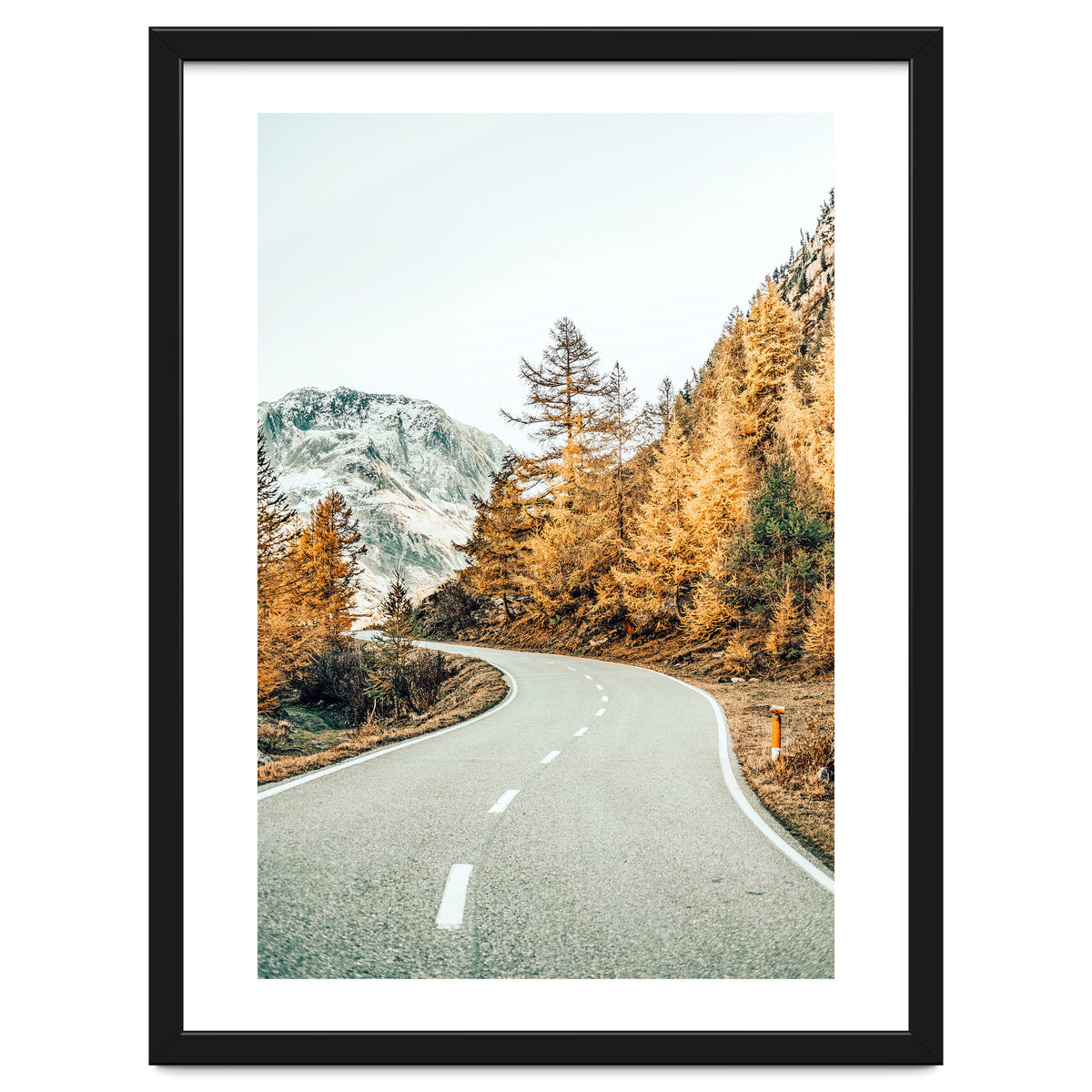 Snow and Golden Pine