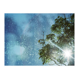 Sun Through Trees (Print Only) thumbnail