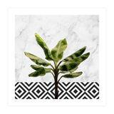 Banana Plant On White Marble And Checker Wall (Print Only) thumbnail