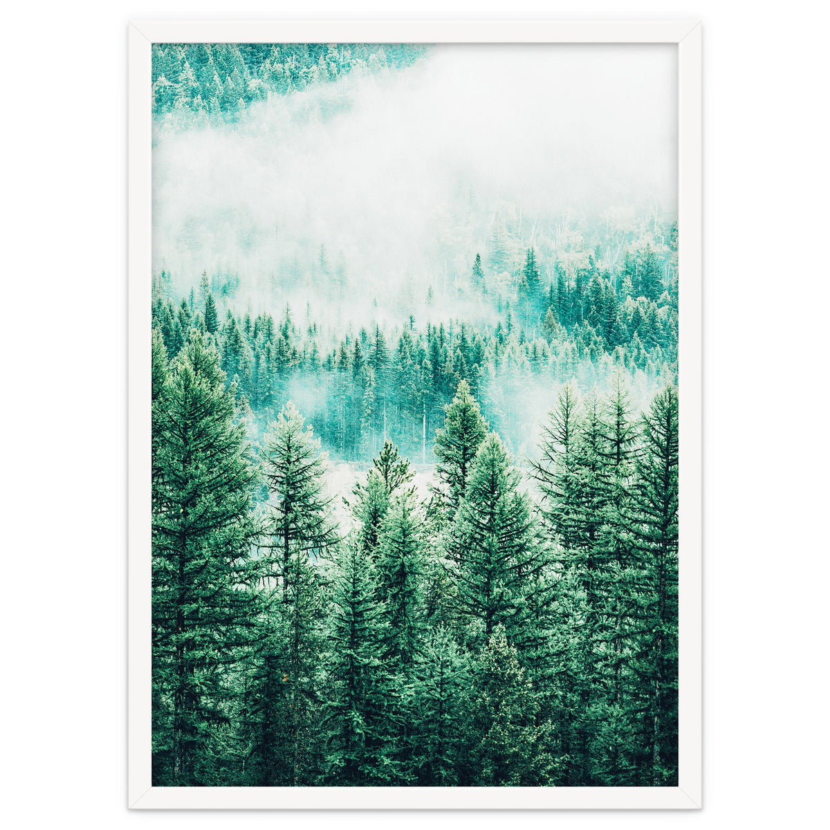 Forest And Fog