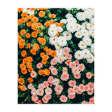 In My Garden (Print Only) thumbnail