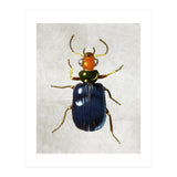 animal (Print Only) thumbnail