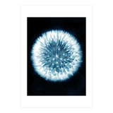 Taraxacum Officinale (Print Only) thumbnail