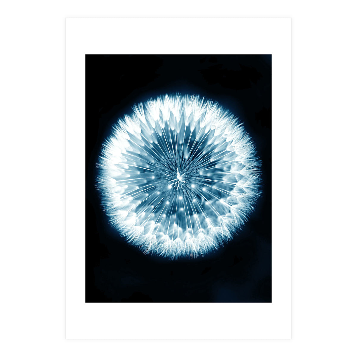 Taraxacum Officinale (Print Only)