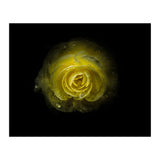 Backyard Flowers 64 Color Version (Print Only) thumbnail