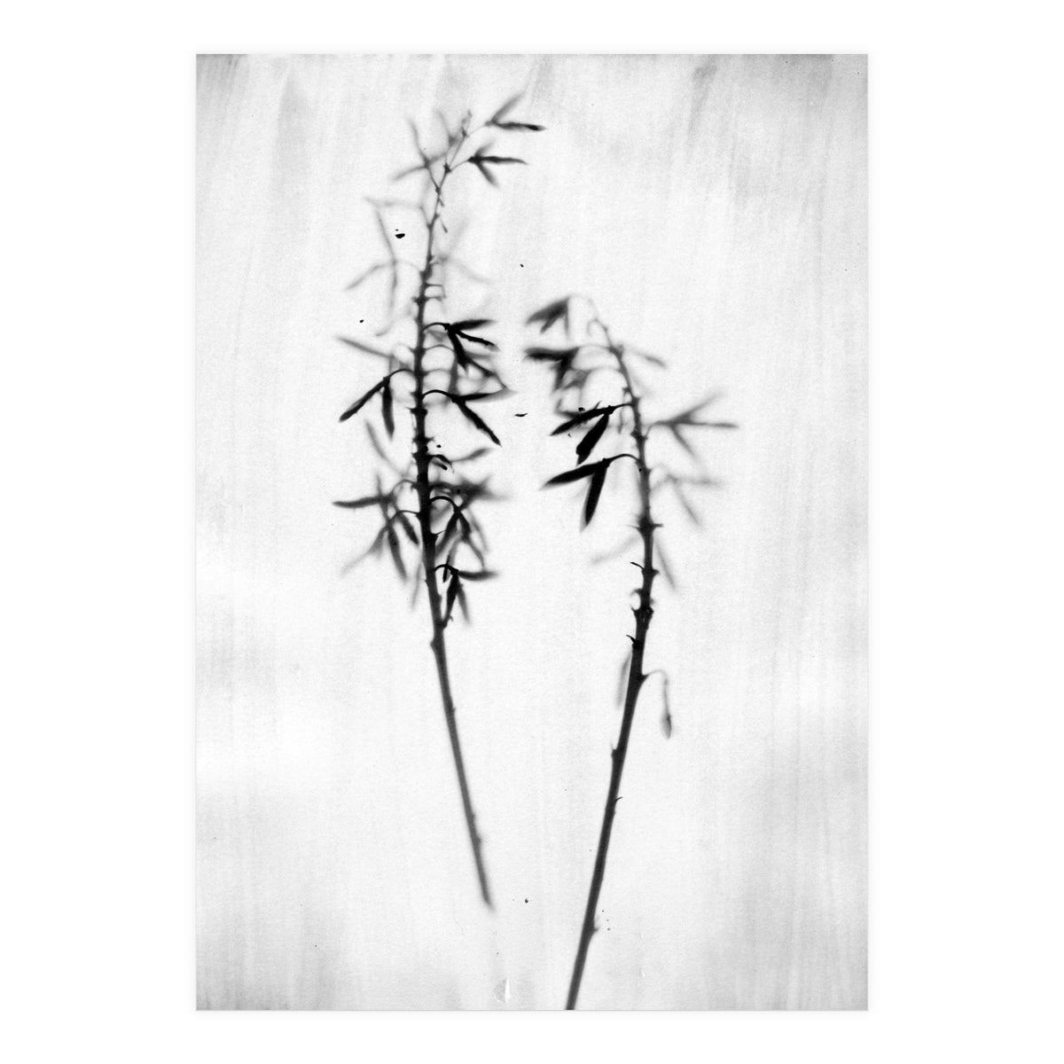 Hosta 2 (Print Only)