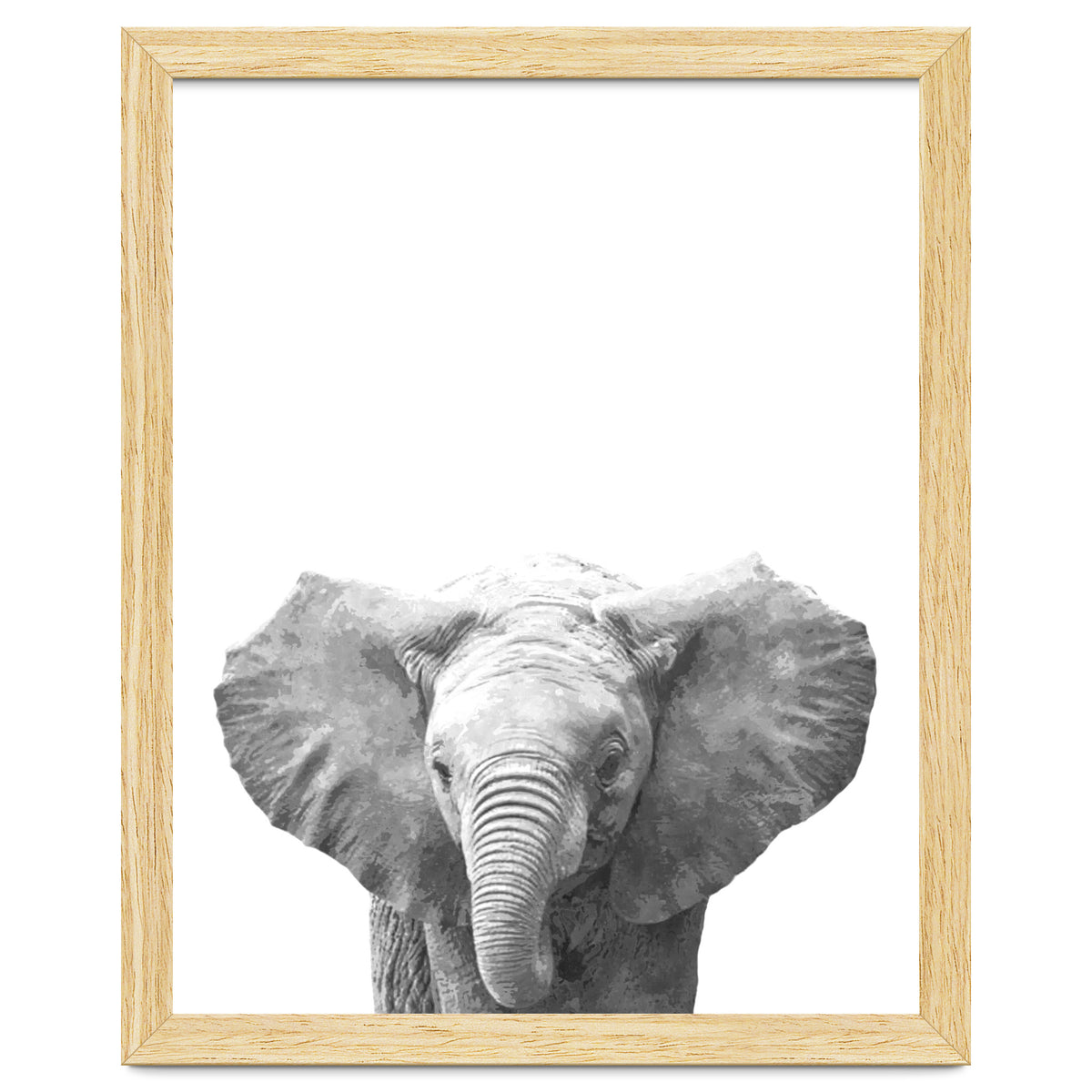 Black and White Baby Elephant