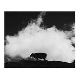cow and cloud (Print Only) thumbnail