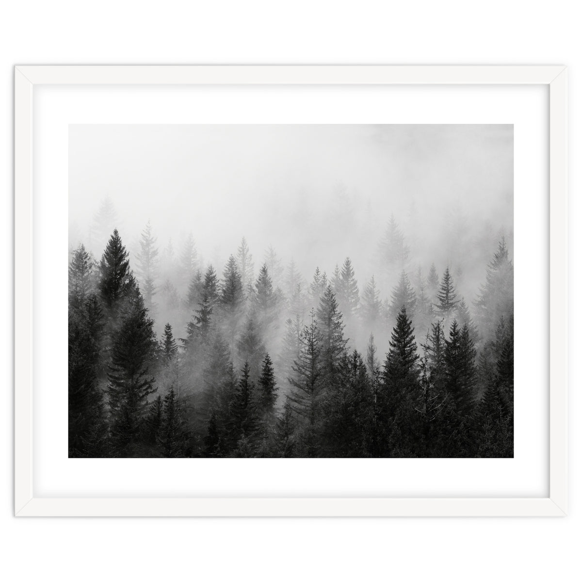 Black and White Forest