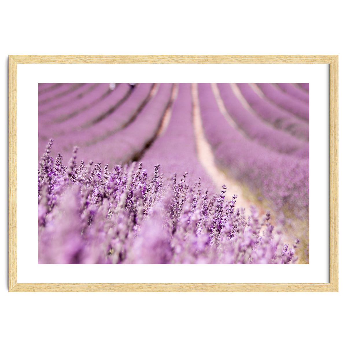 Lavender Happiness
