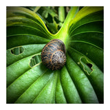 Snail on a hosta leaf (Print Only) thumbnail