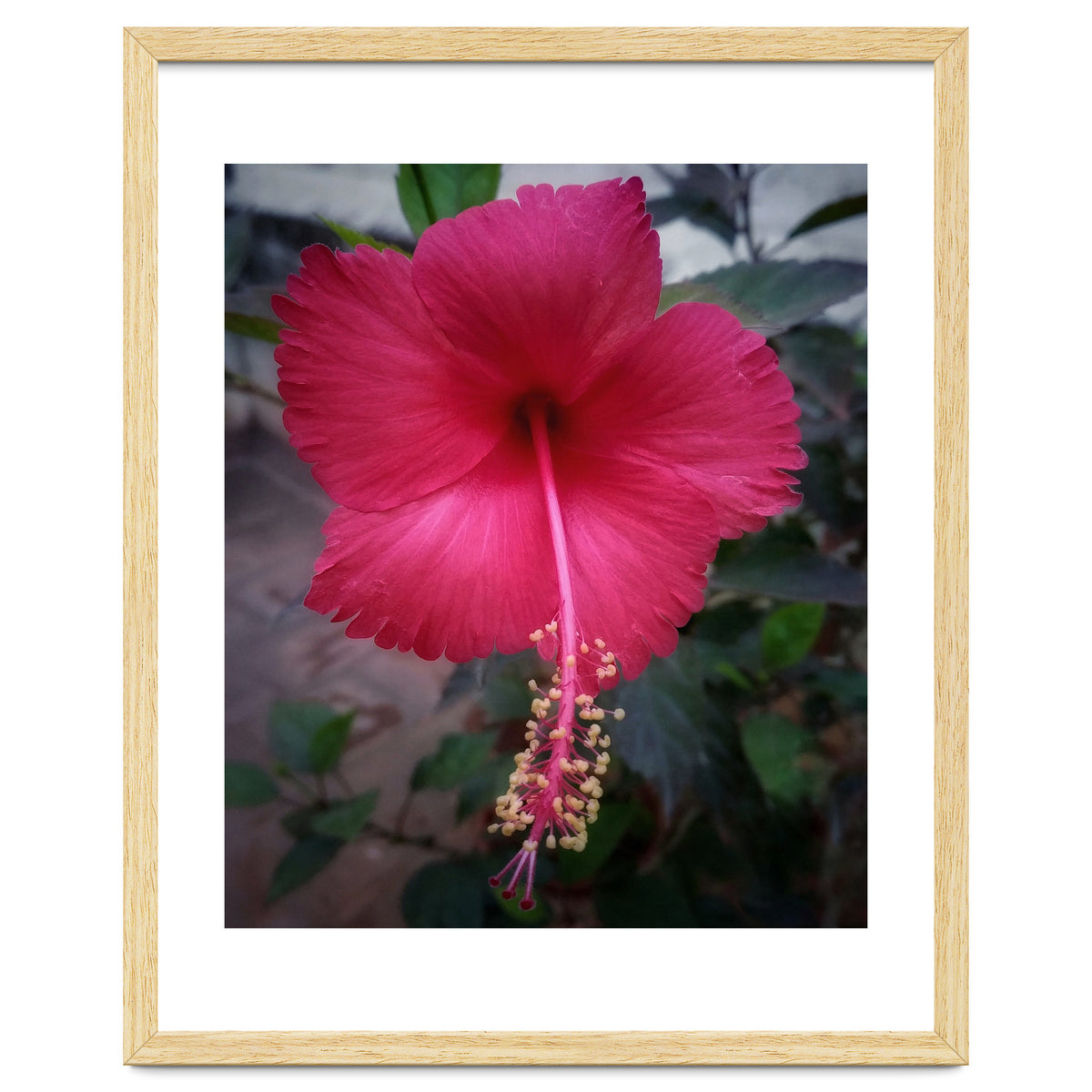 Beautiful Hibiscus Flora