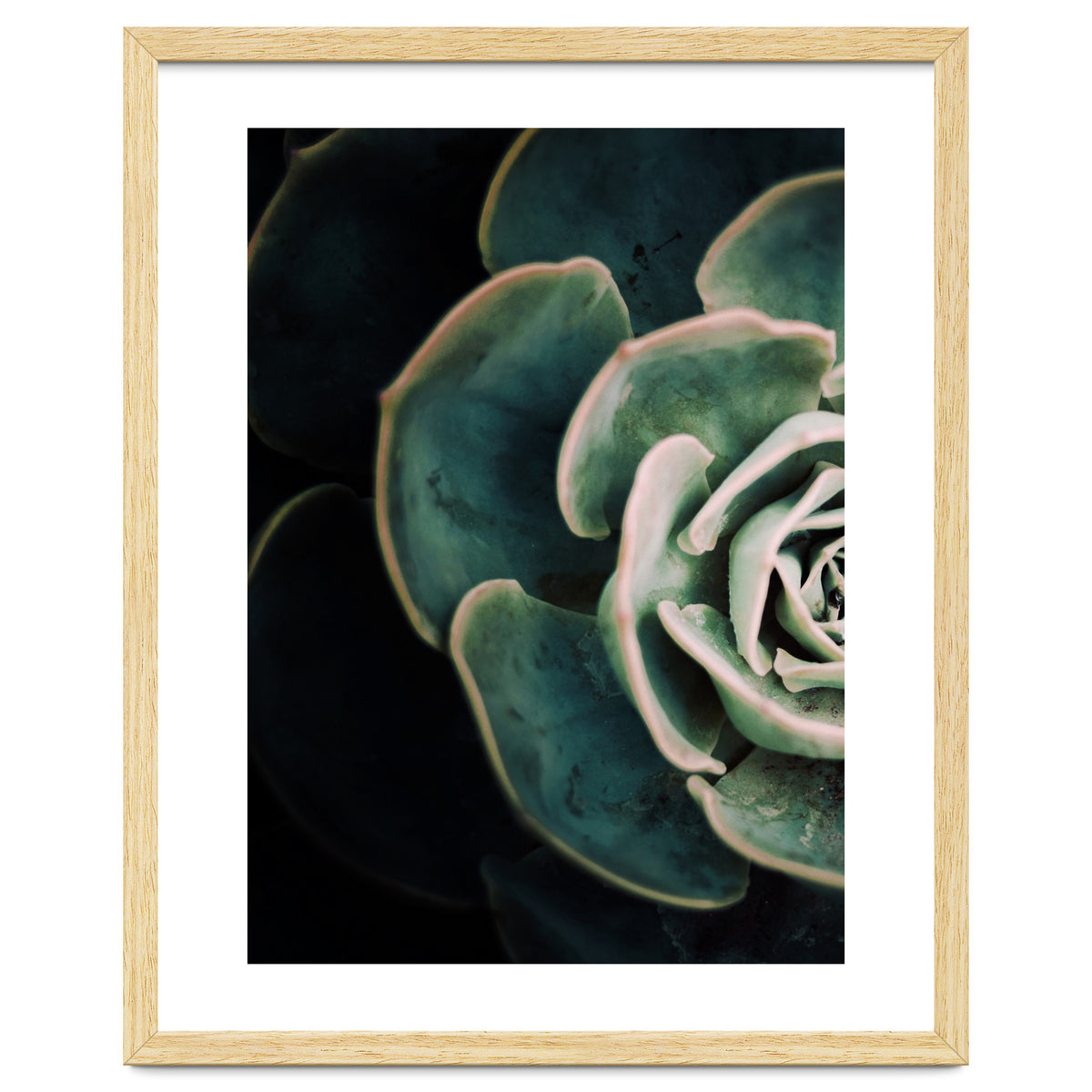 Darkside Of Succulents 4-E