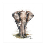 Elephant - Wildlife Collection (Print Only) thumbnail