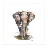 Elephant - Wildlife Collection (Print Only)