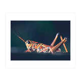 Armor (Print Only) thumbnail