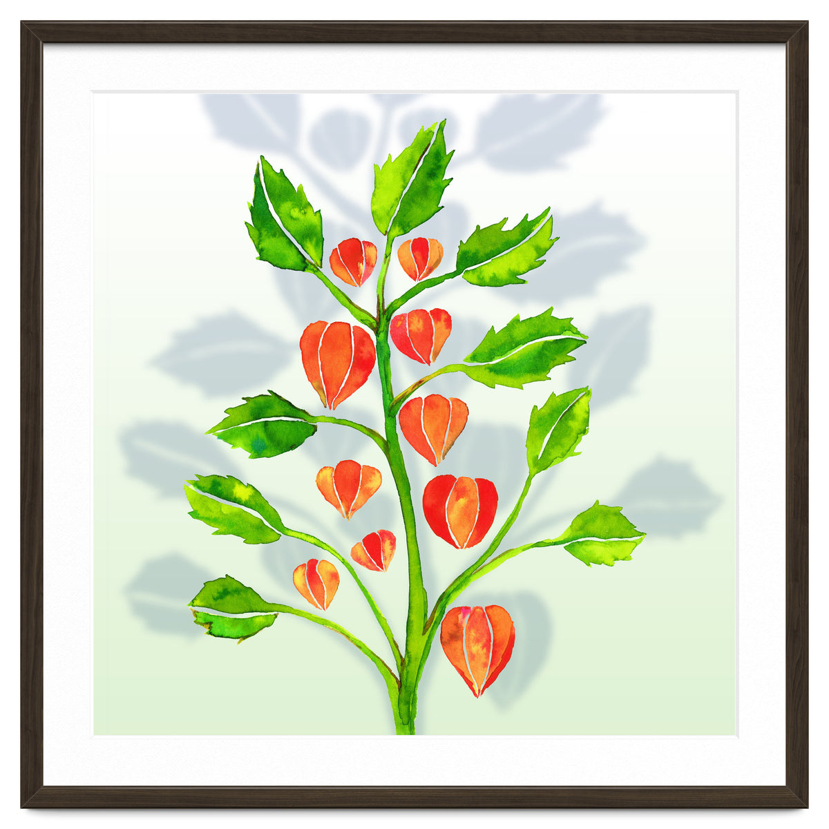 Physalis