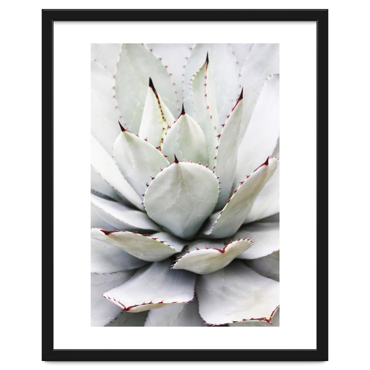 Agave plant