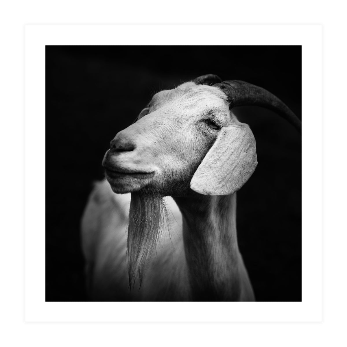 Billy Goat Adam (Print Only)