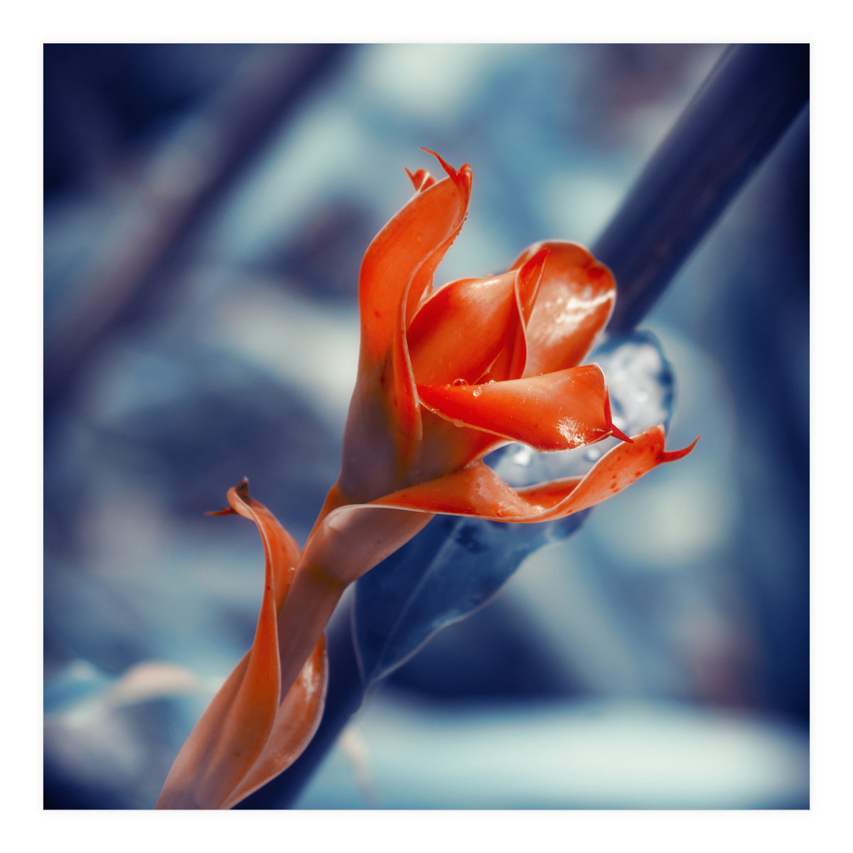 Ginger Flower (Print Only)