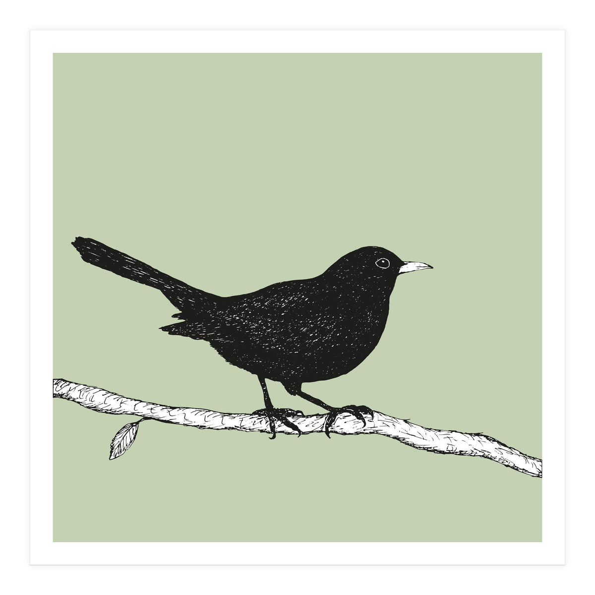 Blackbird pen drawing (Print Only)