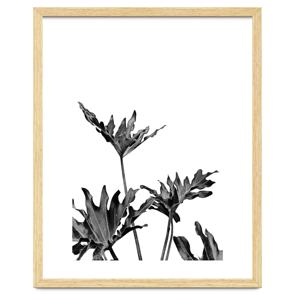 Monstera Black And White 08