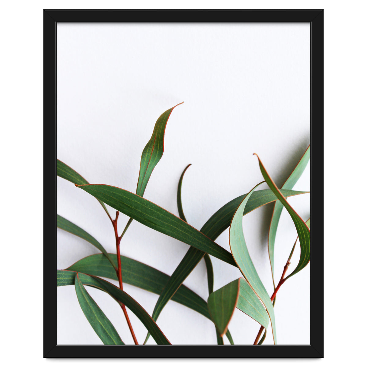 Green Eucalyptus leaves