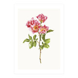 Cc Roses 02 (Print Only) thumbnail