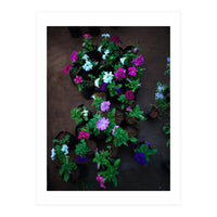 Beautiful Flower Garden (Print Only)