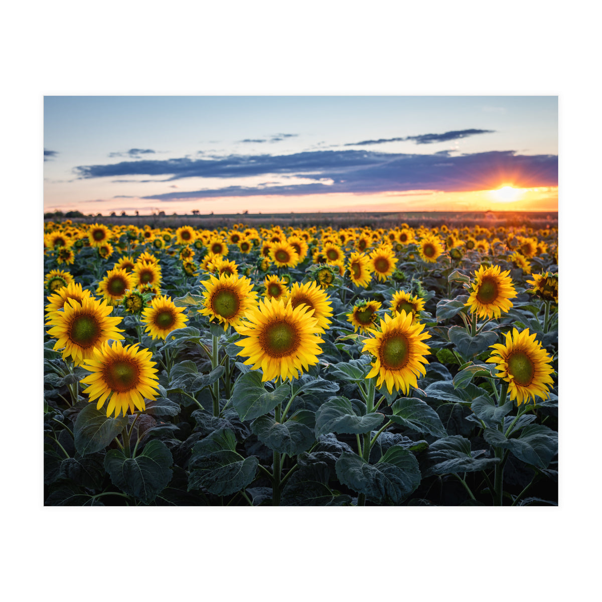 Sunflowersfield (Print Only)