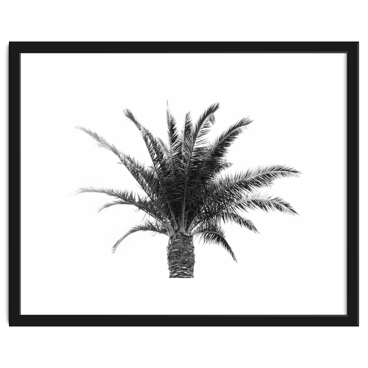 Palm Tree