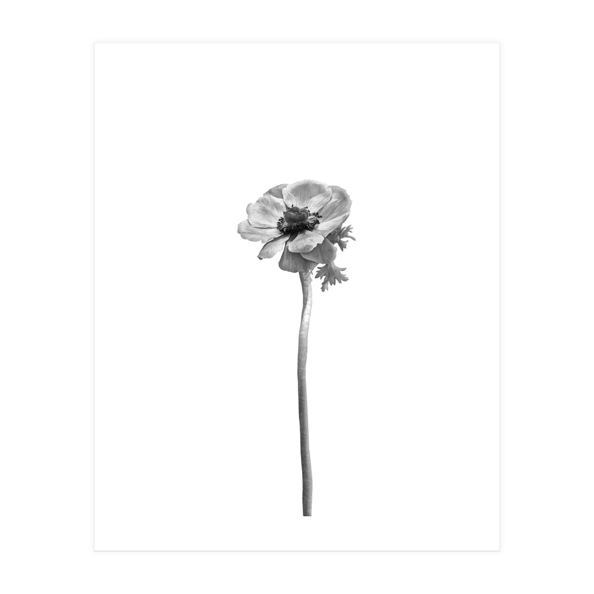 Anemone coronaria | bright design (Print Only)
