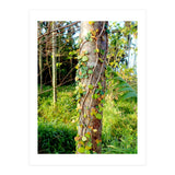 Vine (Print Only) thumbnail