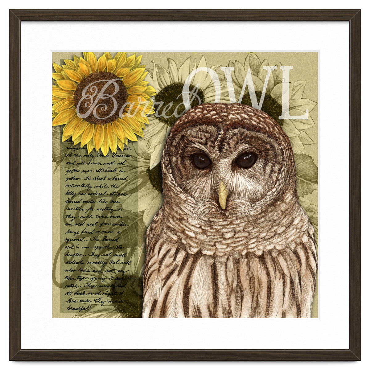 Sunflowers and Barred Owl