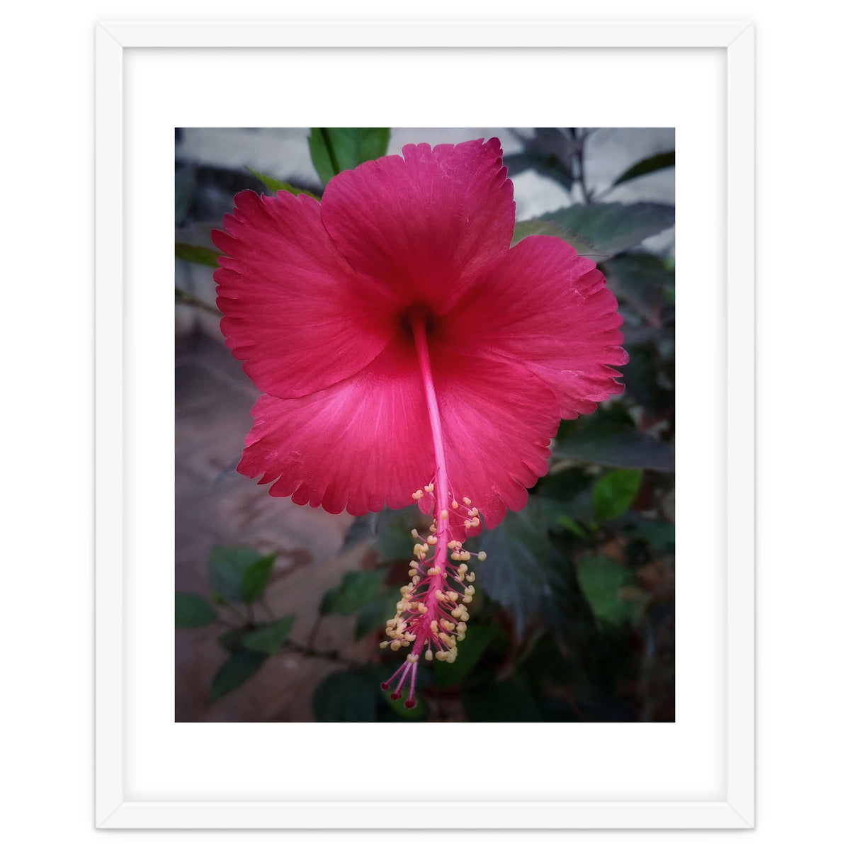 Beautiful Hibiscus Flora